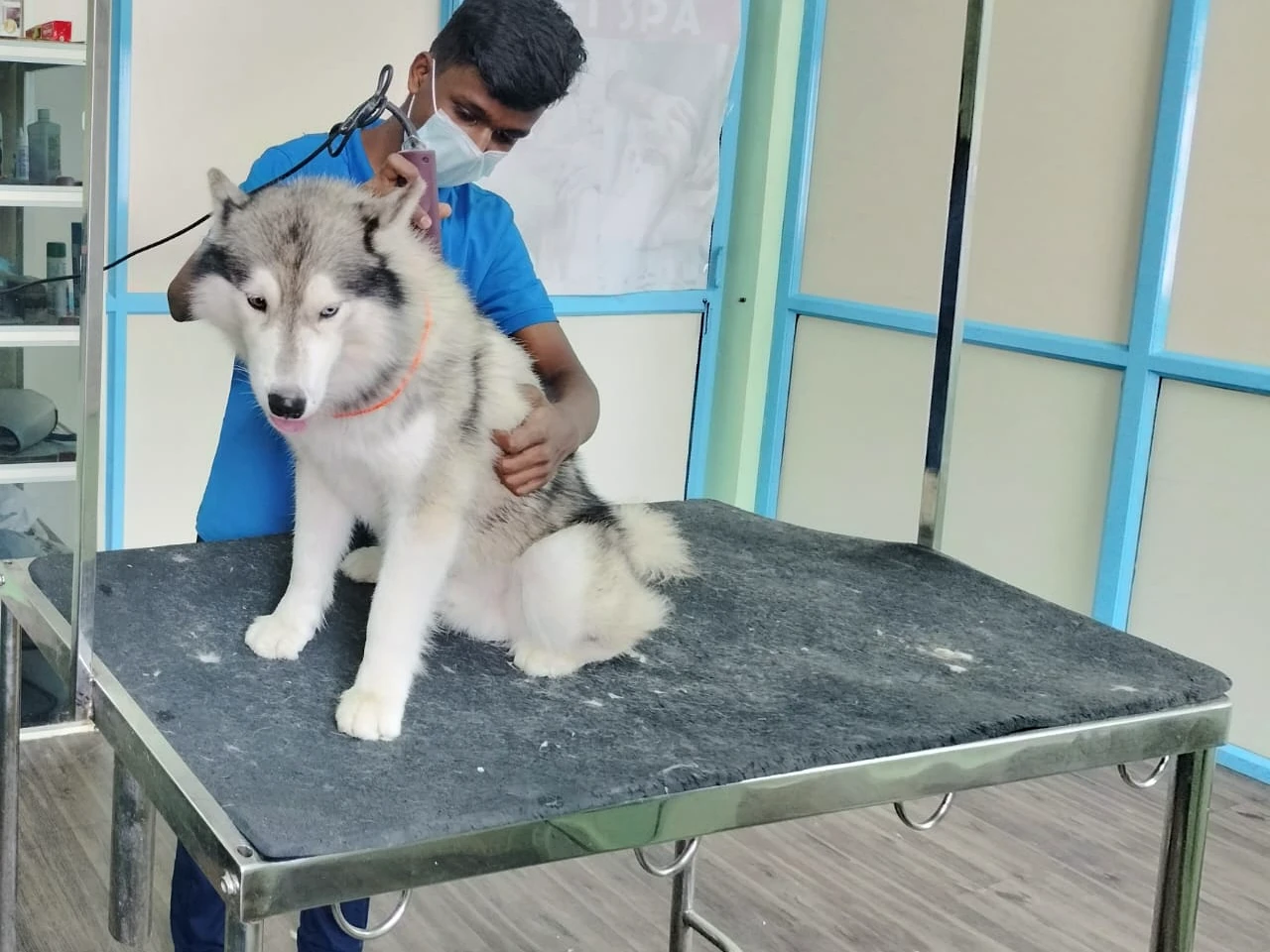 Professional pet grooming session at HiTech Pets in R T Nagar