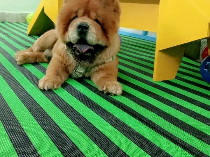 Pet care area at HiTech Pets in R T Nagar